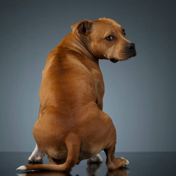 istock Staffordshire Terrie looking back, in a studio table 1185616641