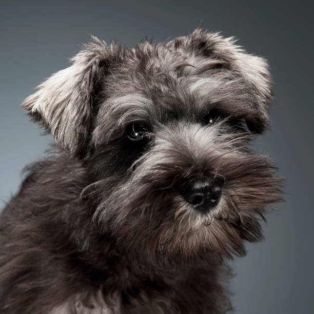 istock Schnauzer Puppy portrait in a dark studio background 1185616669
