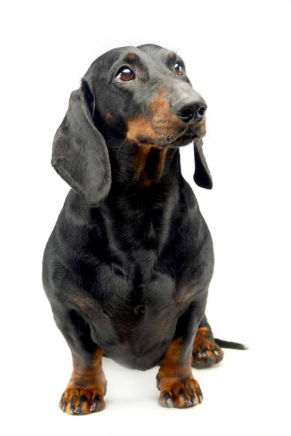 istock Dachshund sitting in the studio and looking up 1185616755
