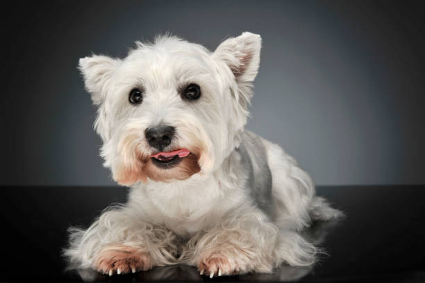 istock West Highland White Terrier lying in a dark studio 1185616774