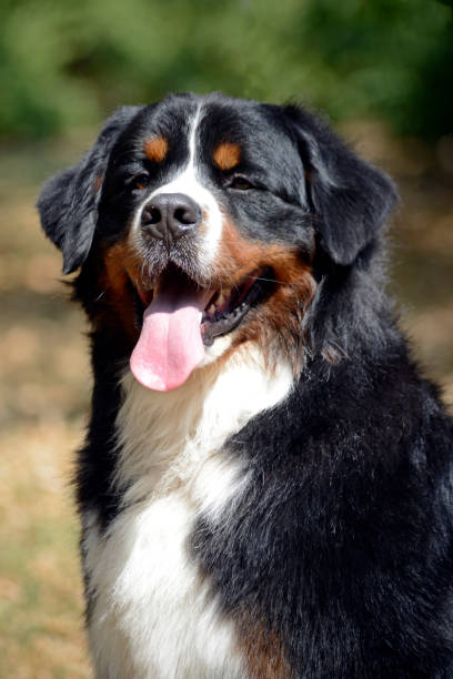 istock Golden Retriever lying on thw white studio 1185616822