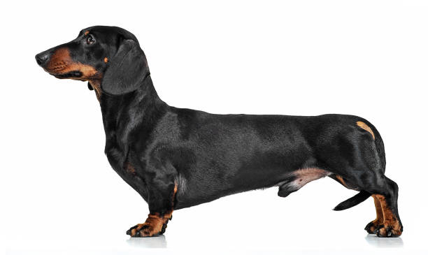 istock Dachshund standard with white background in studio 1185616877