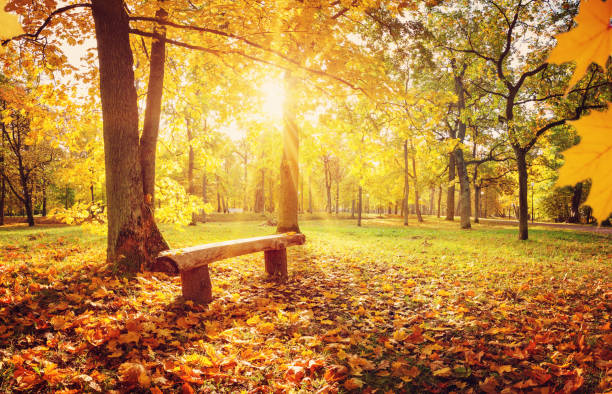 istock trees in the park in autumn on sunny day 1185617407