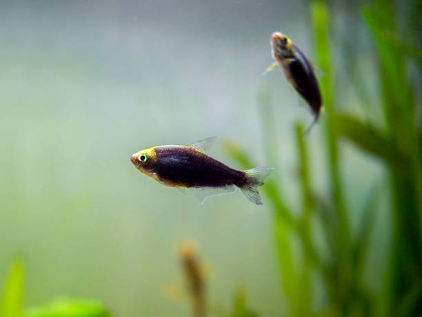 istock Emperor tetra (Nematobrycon palmeri) in a fish tank 1185618052