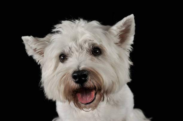 istock West Highland White Terrier portrait in the dark studio 1185618615