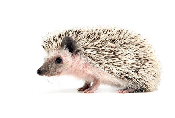 istock sweet young Hedgehog in the white studio 1185618622