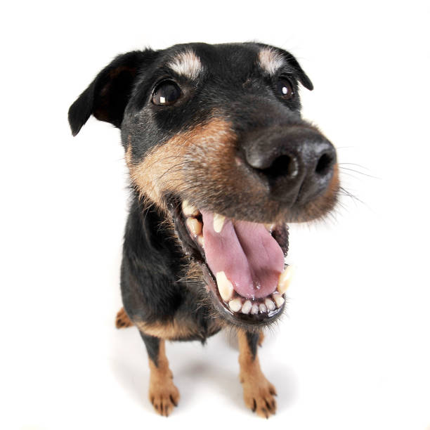istock Jack Russell Terrier portrait inwhite background 1185618623