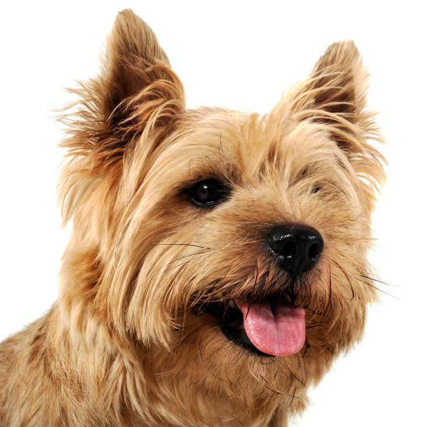 istock Cairn Terrier portrait in the white studio floor 1185618630