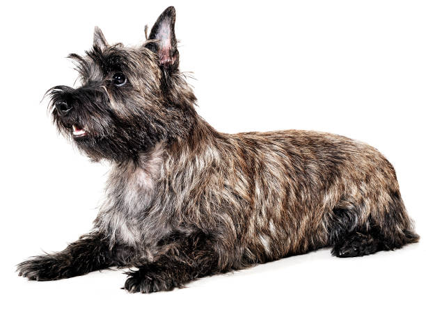 Cairn Terrier lying in the white studio floor Cairn Terrier lying in the white studio floor cairn terrier stock pictures, royalty-free photos & images