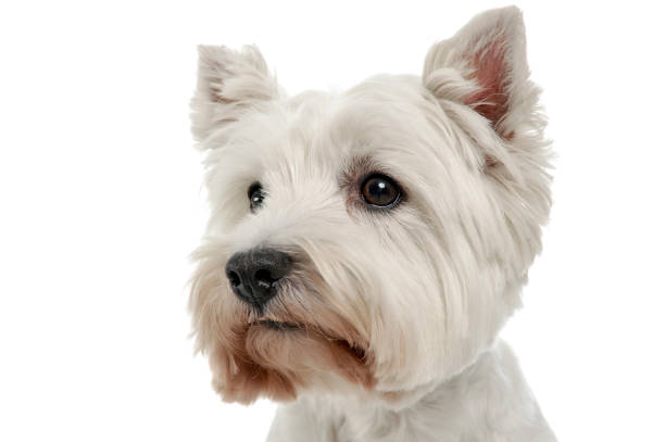 istock West Highland White Terrier portrait in the white studio 1185619186