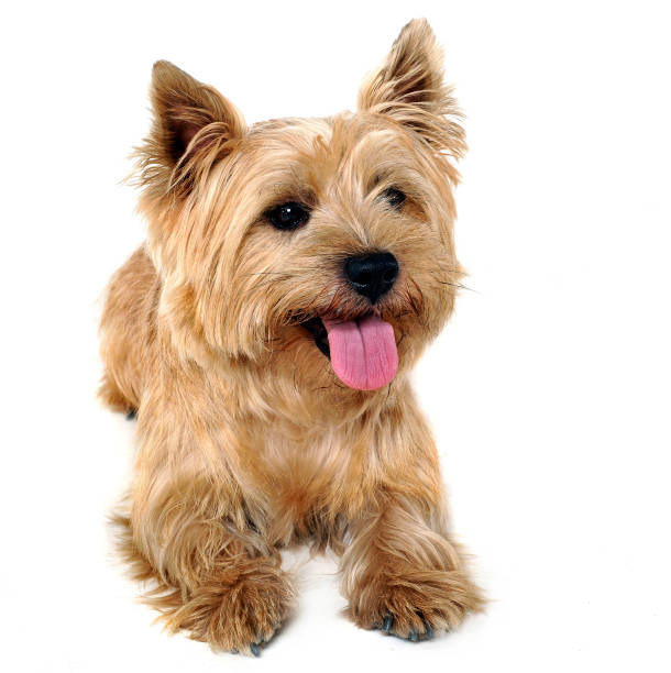istock Cairn Terrier lying in the white studio floor 1185619197
