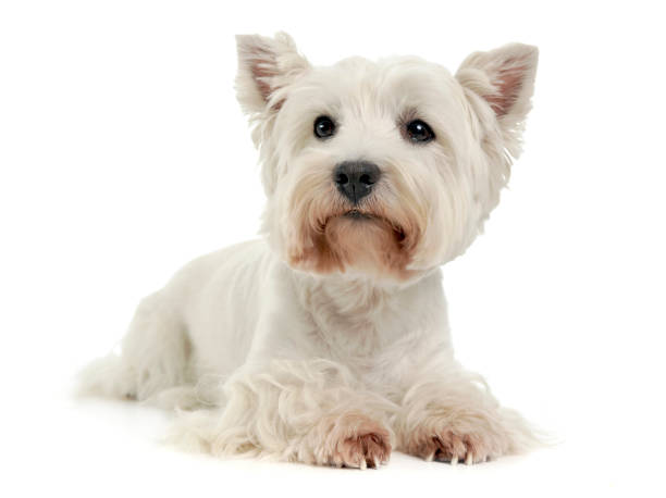 istock West Highland White Terrier on the white studio floor 1185619207