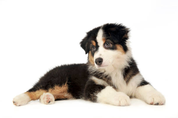 istock Puppy Australian shepherd lying in the whte studio floor 1185619270