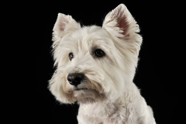 istock West Highland White Terrier portrait in the dark studio 1185619781