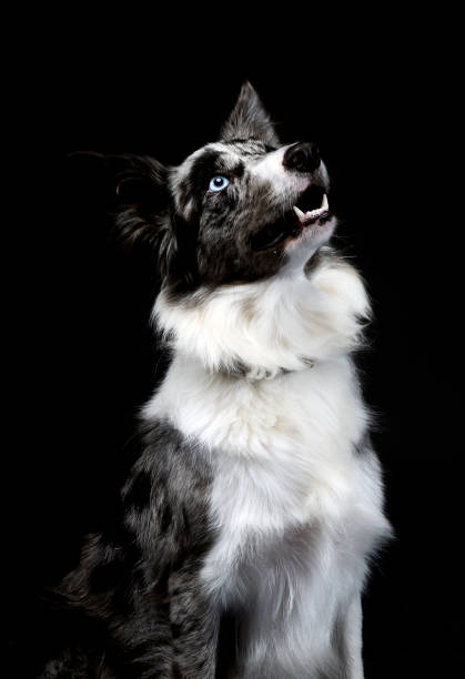 istock border collie looking up in the dark studio 1185620335