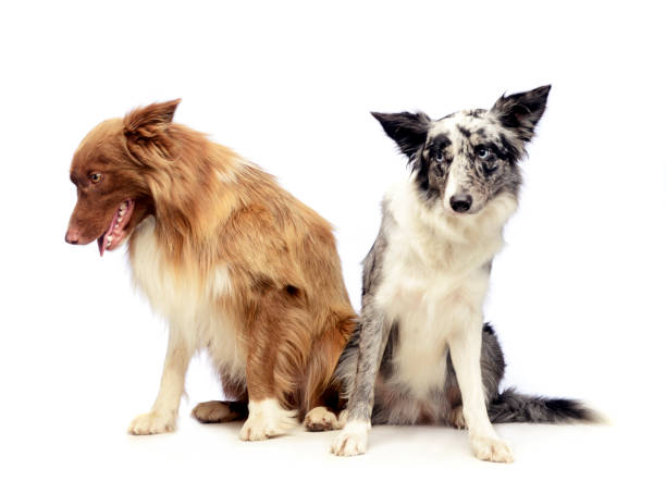 istock Two Border Collie sitting in the white background 1185620347