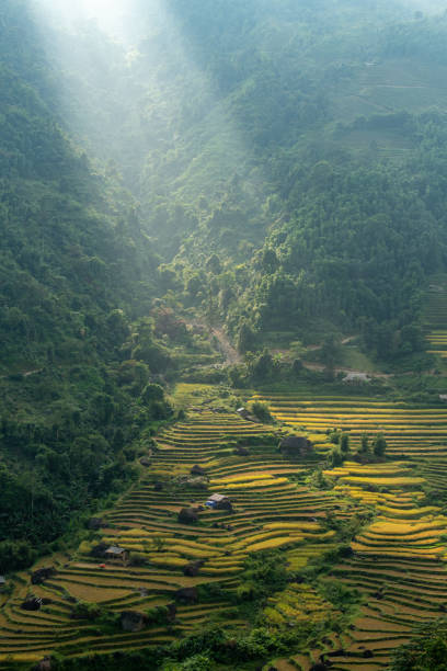 istock Terraced Rice Field in Vietnam 1185621059