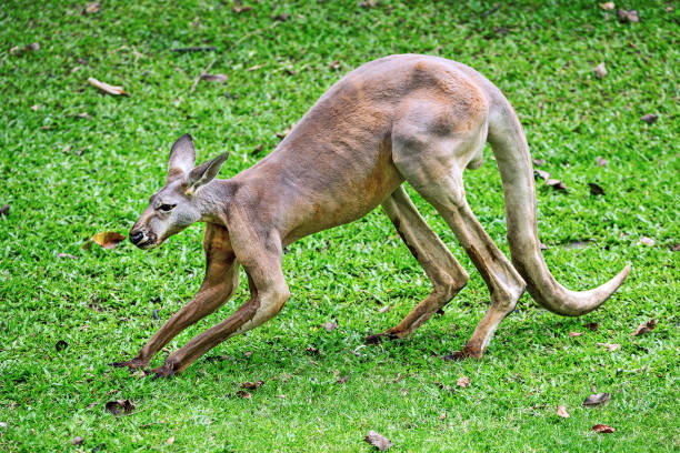 istock Male red kangaroo resting on the lawn. 1185621213