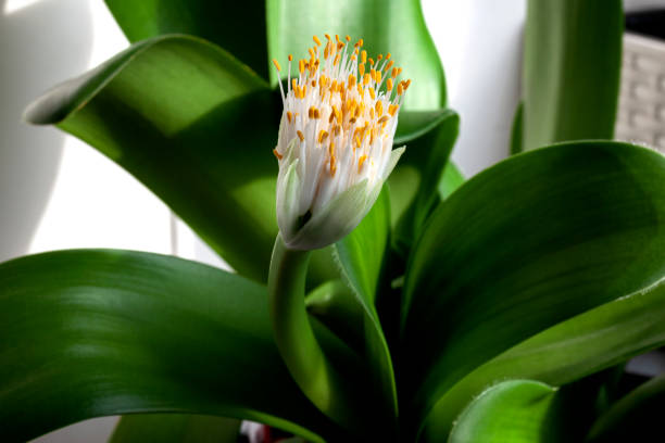 Haemanthus albiflos is a species of flowering plant in the family Amaryllidaceae stock photo