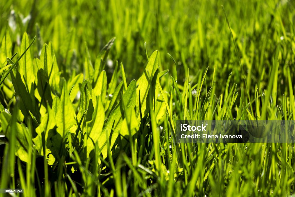 Spring Grass Rgb Bright Spring Grass Field With Sunlight Bokeh Background Stock Photo ...