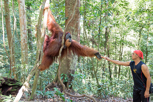 Tour guide hands a carrot to a big male Sumatran Orangutan during a ecotourism jungle hike in Gunung Leuser National Park, Bukit Lawang, Sumatra, Indonesia