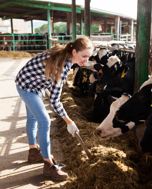 istock Woman working on dairy farm 1185622193