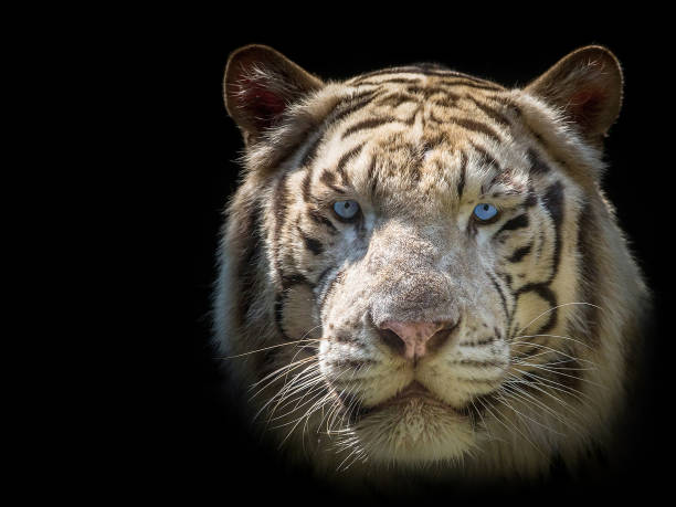 istock Siberian white tiger face on a black background. 1185622206