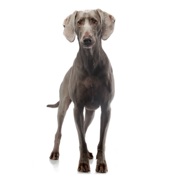 istock weimaraner staying in white photo background 1185623960