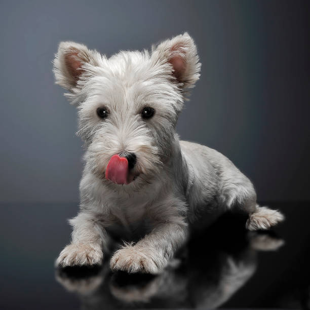 istock West Highland White Terrier lying on the shiny studio floor 1185623977
