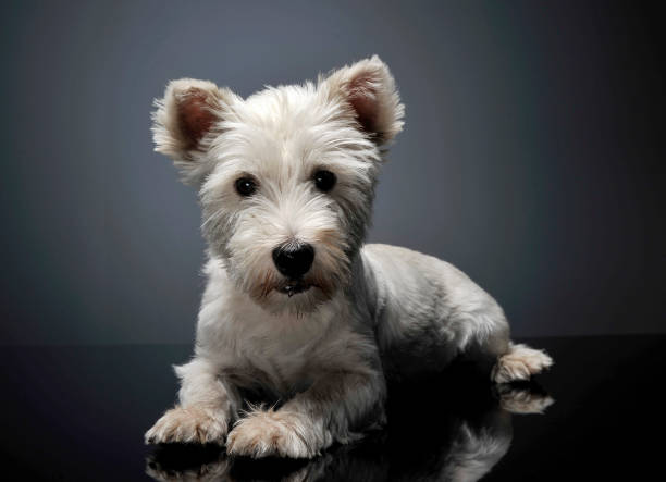 istock West Highland White Terrier lying on the shiny studio floor 1185623978
