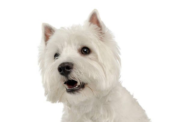 istock West Highland White Terrier portrait in a white studio 1185623983