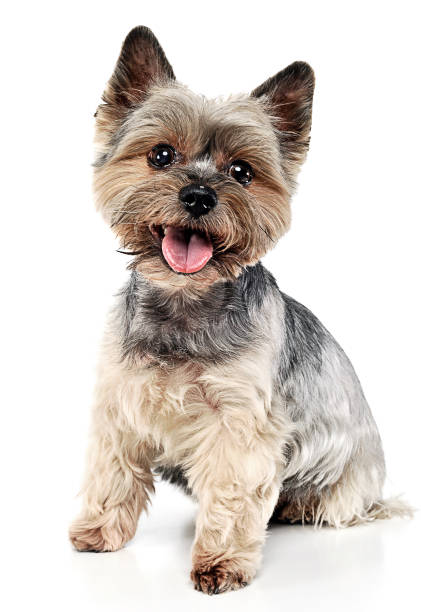 istock Yorkshire Terrier sitting in white studio background 1185623990
