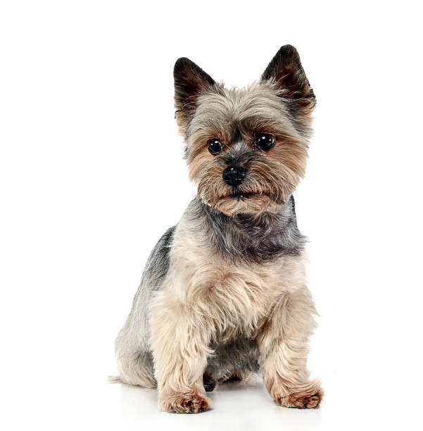 istock Yorkshire Terrier sitting in white studio background 1185623996