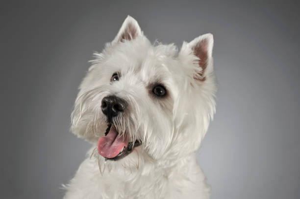 istock West Highland White Terrier portrait in a gray background 1185624020