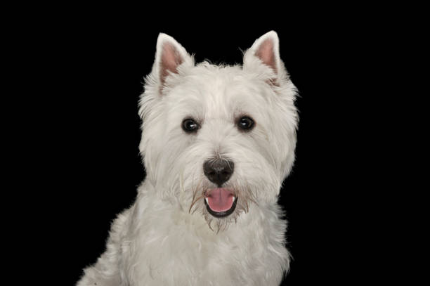 istock West Highland White Terrier portrait in a black studio 1185624038