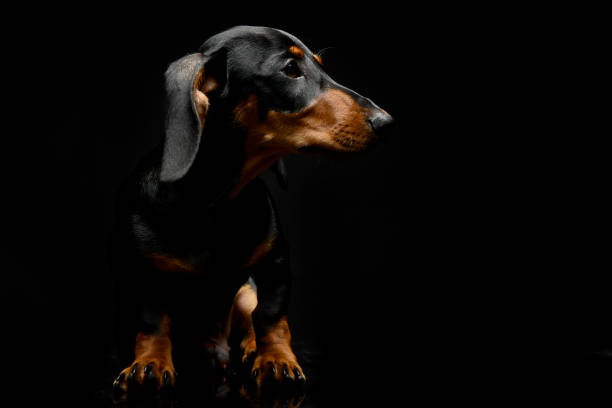 istock Puppy dachshund portrait in a dark studio 1185624200
