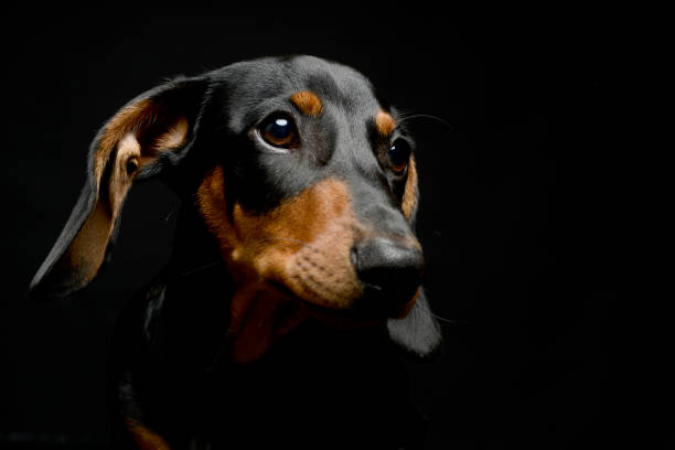 istock Puppy dachshund portrait in a dark studio 1185624201