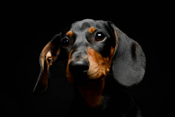 istock Puppy dachshund portrait in a dark studio 1185624245