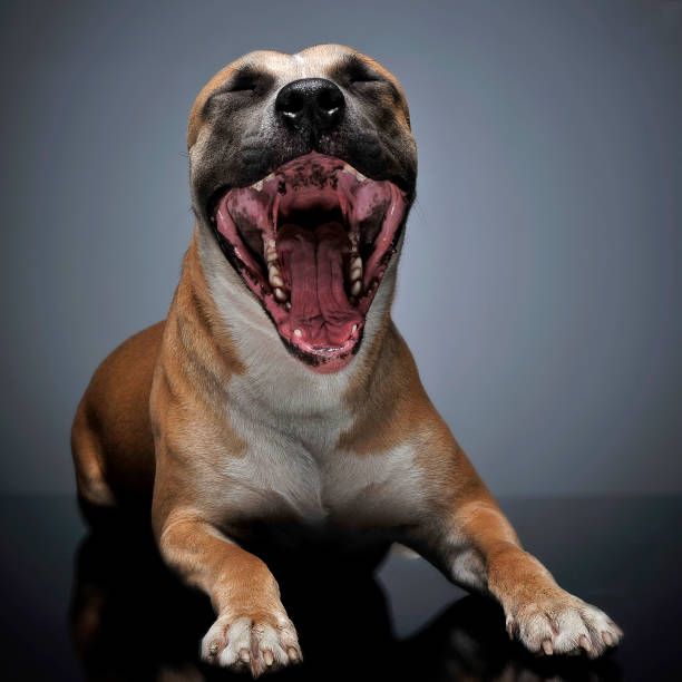 istock Staffordshire Terrier portrait in a dark studio 1185624258