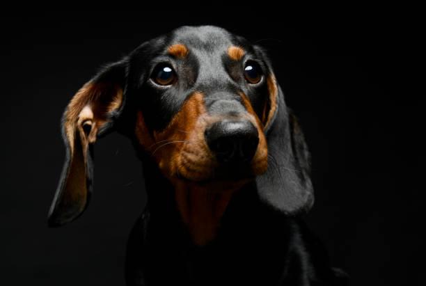 istock Puppy dachshund portrait in a dark studio 1185624262