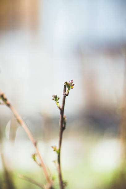 istock Raspberry branch with new green leaves 1185624484