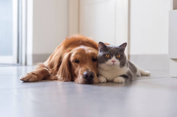 istock British shorthair and golden retriever friendly 1185624636