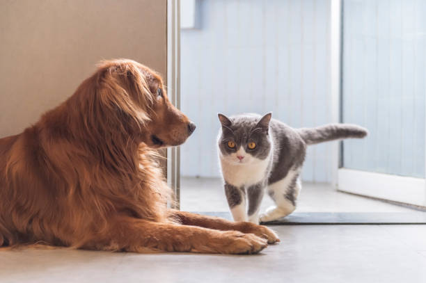 istock British shorthair and golden retriever friendly 1185624643