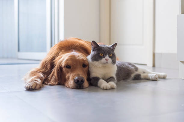 istock British shorthair and golden retriever friendly 1185625149