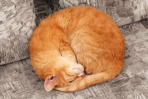 top view of sleepng ginger cat curled up into a ball