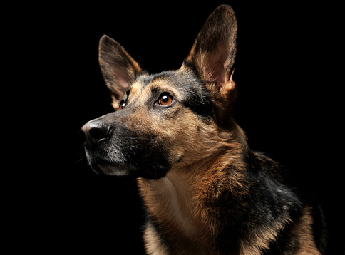 German shepherd portrait in a dark photo studio