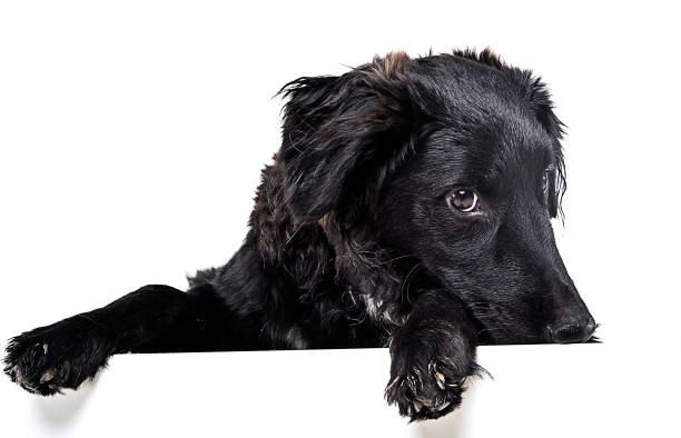 istock Black dog portrait in the white studio 1185625919