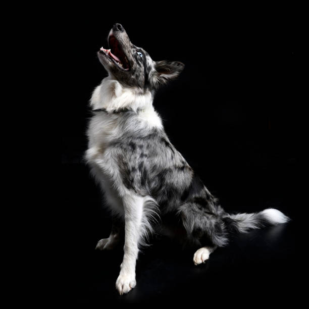 border collie with blue eyes sitting in the dark background