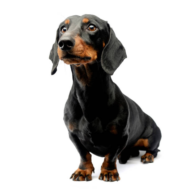 istock Nice Shorthair Dachshund portrait in white studio 1185625982