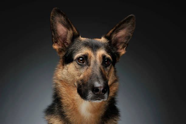 istock German shepherd wore in gray background studio 1185626090